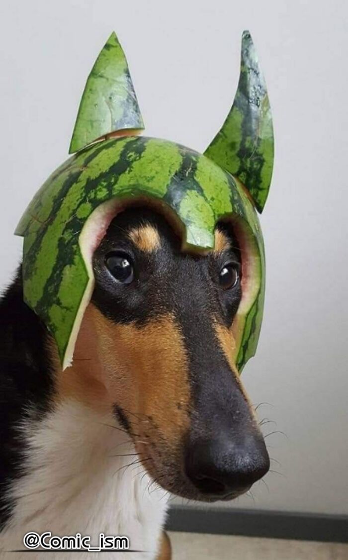 Cute And Adorable Dogs With Watermelon  Hats To Brighten Your Day (22 New Pics)