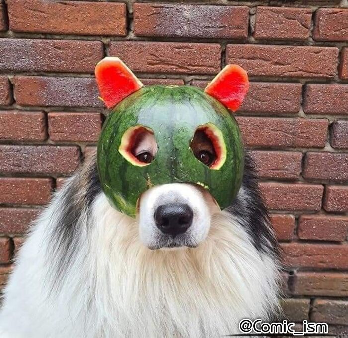 Cute And Adorable Dogs With Watermelon  Hats To Brighten Your Day (22 New Pics)
