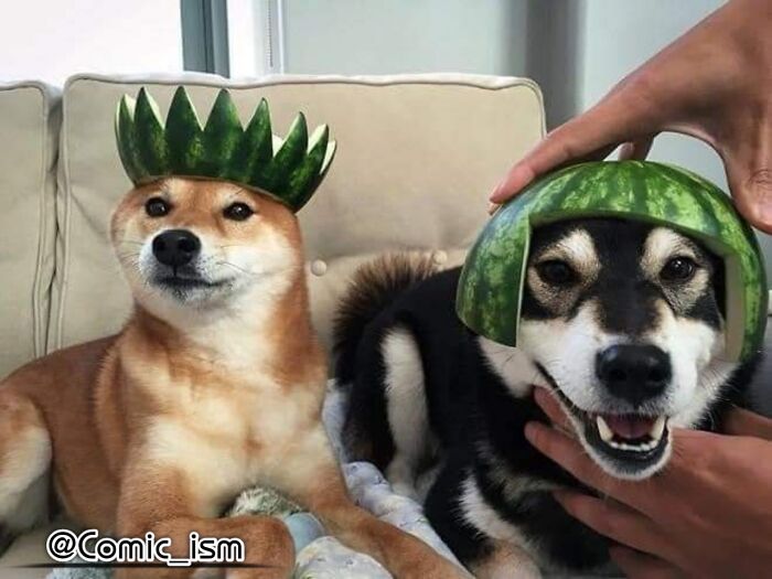 Cute And Adorable Dogs With Watermelon  Hats To Brighten Your Day (22 New Pics)