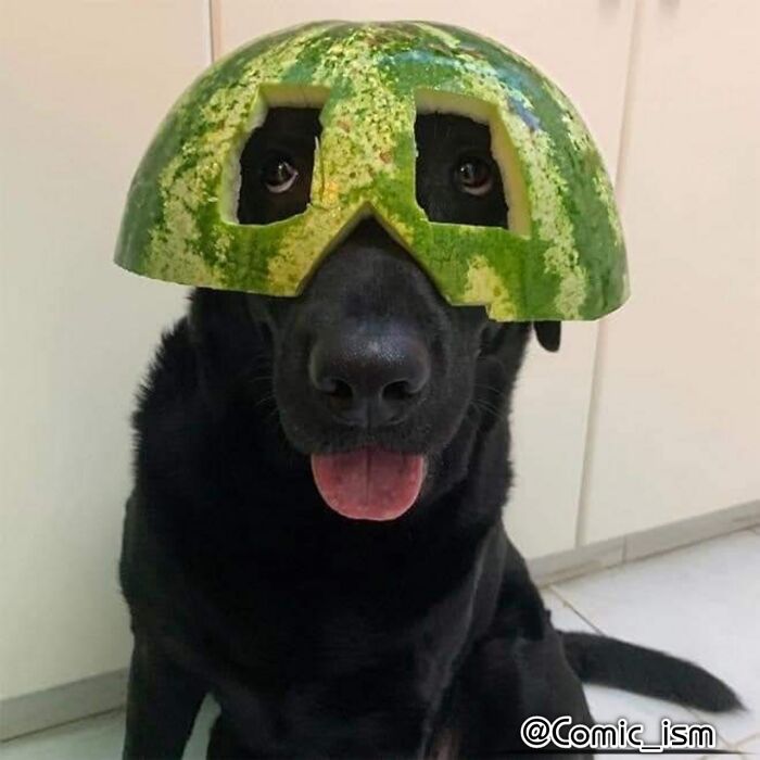 Cute And Adorable Dogs With Watermelon  Hats To Brighten Your Day (22 New Pics)