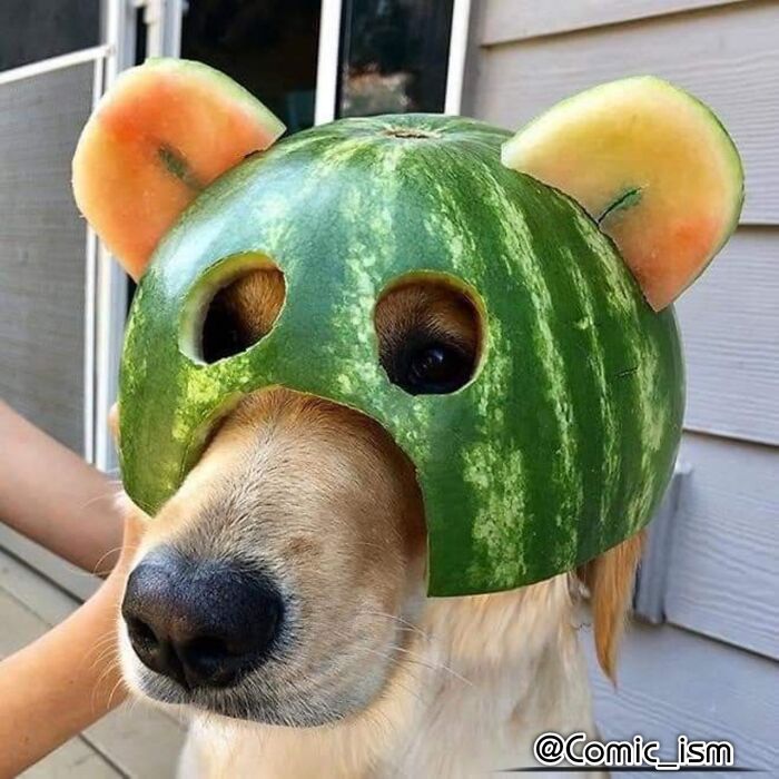 Cute And Adorable Dogs With Watermelon  Hats To Brighten Your Day (22 New Pics)