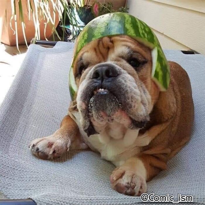 Cute And Adorable Dogs With Watermelon  Hats To Brighten Your Day (22 New Pics)