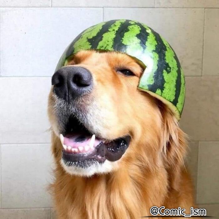 Cute And Adorable Dogs With Watermelon  Hats To Brighten Your Day (22 New Pics)