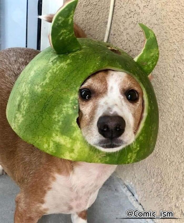 Cute And Adorable Dogs With Watermelon  Hats To Brighten Your Day (22 New Pics)