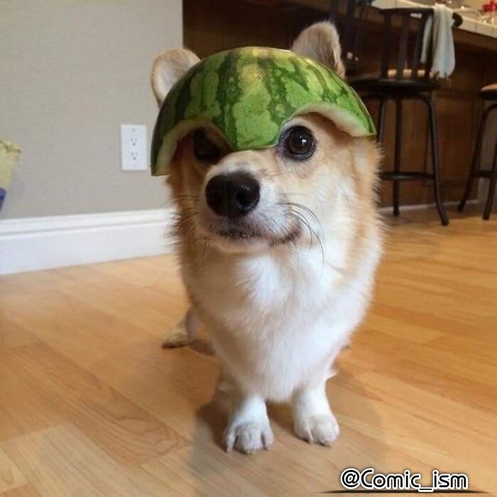 Cute And Adorable Dogs With Watermelon  Hats To Brighten Your Day (22 New Pics)
