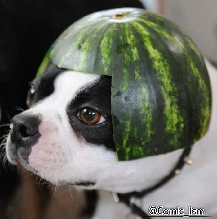 Cute And Adorable Dogs With Watermelon  Hats To Brighten Your Day (22 New Pics)