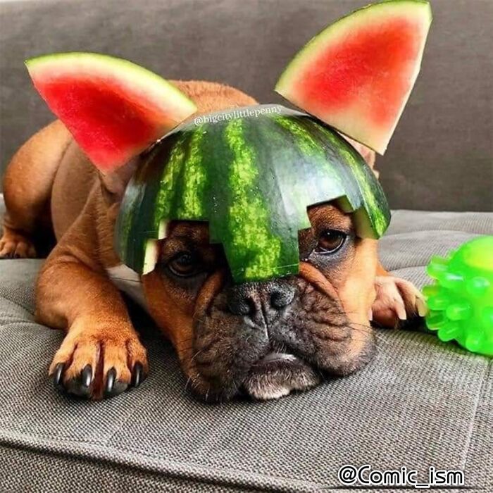 Cute And Adorable Dogs With Watermelon  Hats To Brighten Your Day (22 New Pics)