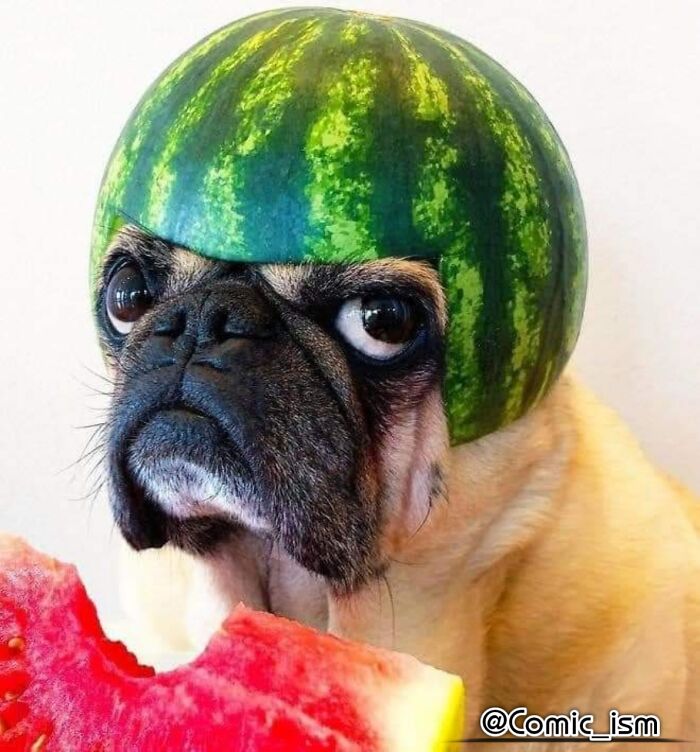 Cute And Adorable Dogs With Watermelon  Hats To Brighten Your Day (22 New Pics)