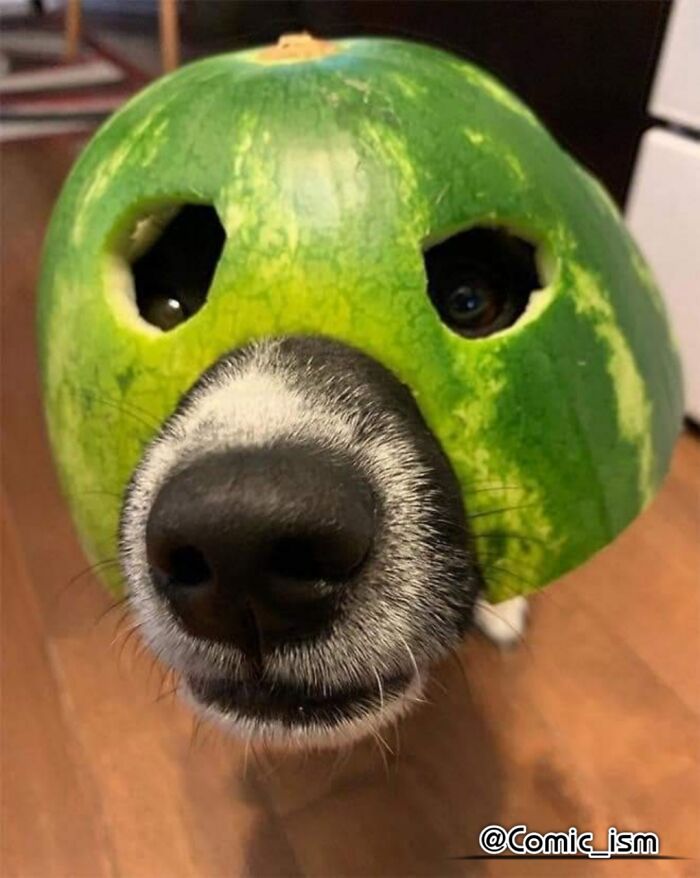 Cute And Adorable Dogs With Watermelon  Hats To Brighten Your Day (22 New Pics)
