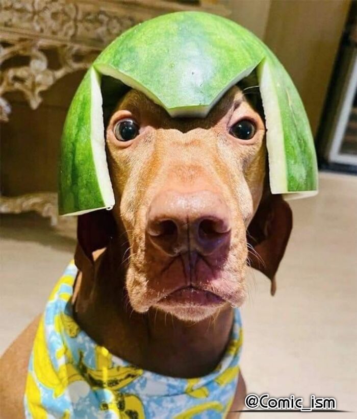 Cute And Adorable Dogs With Watermelon  Hats To Brighten Your Day (22 New Pics)