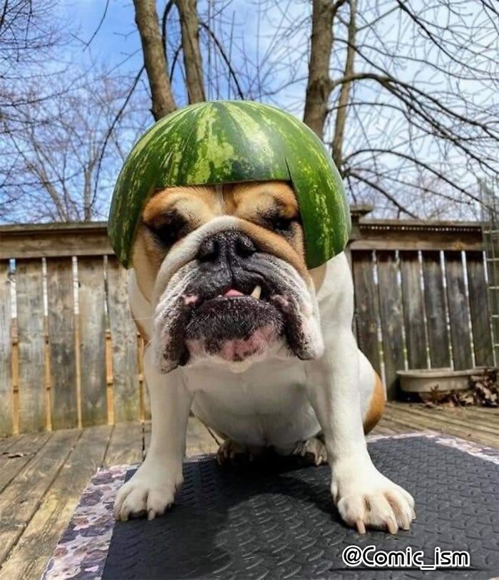 Cute And Adorable Dogs With Watermelon  Hats To Brighten Your Day (22 New Pics)