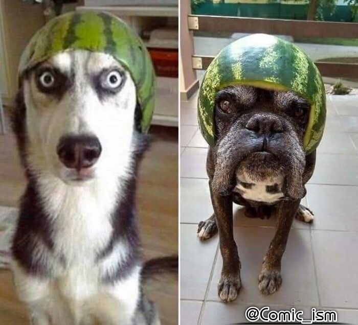 Cute And Adorable Dogs With Watermelon  Hats To Brighten Your Day (22 New Pics)