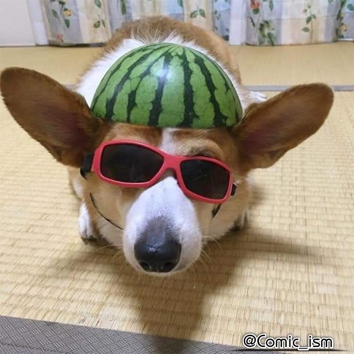 Cute And Adorable Dogs With Watermelon  Hats To Brighten Your Day (22 New Pics)