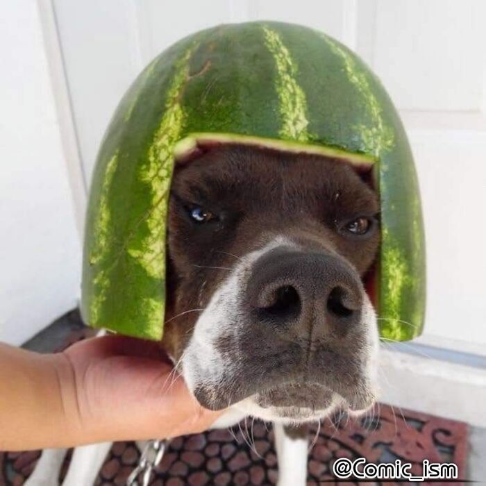 Cute And Adorable Dogs With Watermelon  Hats To Brighten Your Day (22 New Pics)