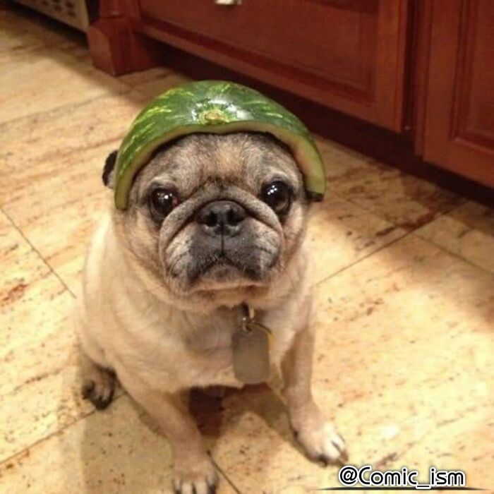 Cute And Adorable Dogs With Watermelon  Hats To Brighten Your Day (22 New Pics)