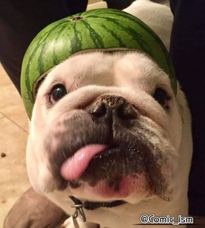 Cute And Adorable Dogs With Watermelon  Hats To Brighten Your Day (22 New Pics)