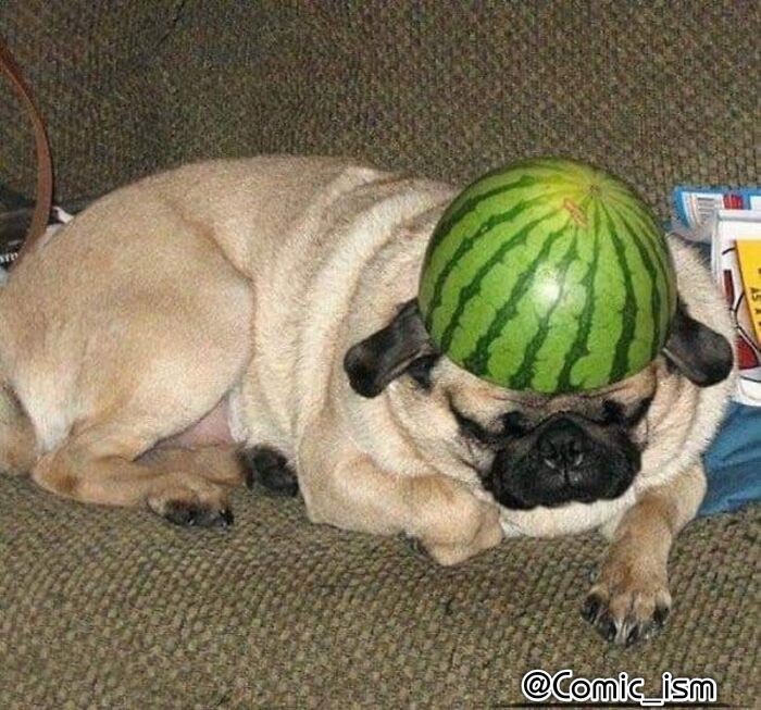 Cute And Adorable Dogs With Watermelon  Hats To Brighten Your Day (22 New Pics)