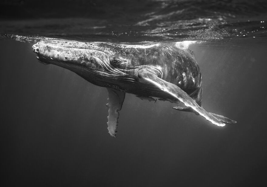 Here Are 40 Of The Most Striking Photographs, As Selected By All About Photo Magazine Awards 2023: “The Mind’s Eye”
