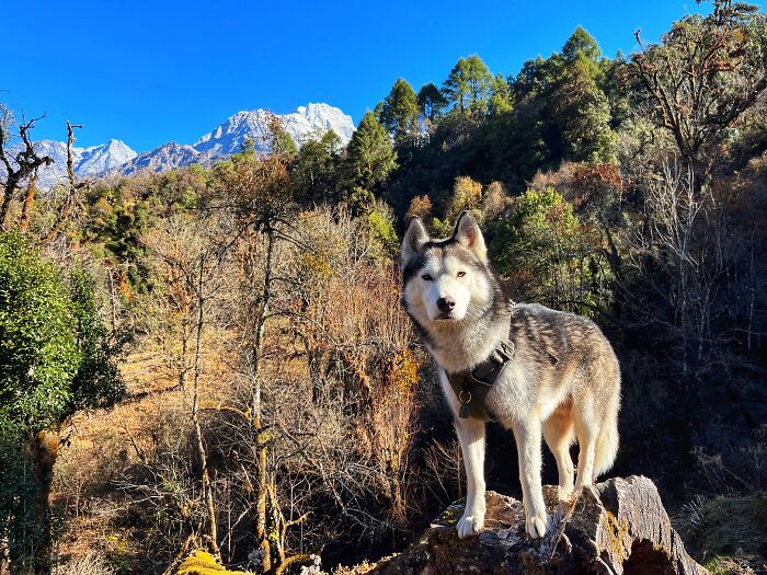 Hiking With My Two Dogs Is My Biggest Passion, Here Are Some Highlights Of Our Tsho Rolpa Glacial Lake Adventure