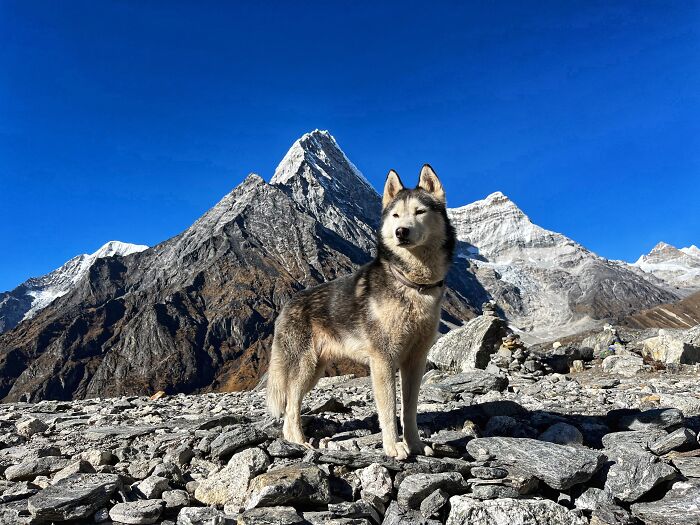 Hiking With My Two Dogs Is My Biggest Passion, Here Are Some Highlights Of Our Tsho Rolpa Glacial Lake Adventure