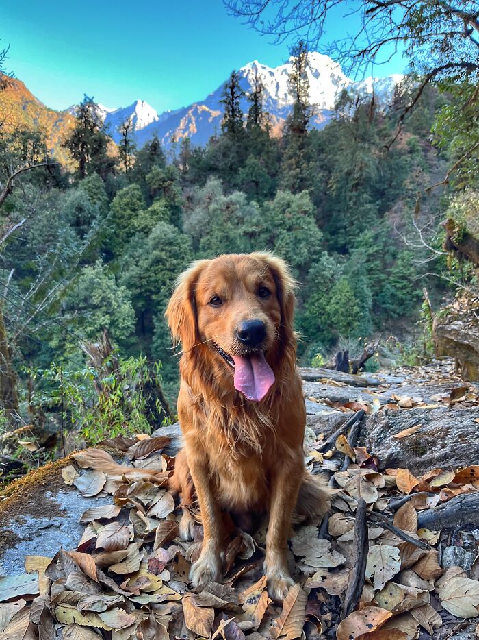 Hiking With My Two Dogs Is My Biggest Passion, Here Are Some Highlights Of Our Tsho Rolpa Glacial Lake Adventure