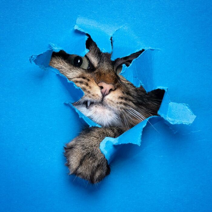 23 Photographs Of Cats Crossing A Paper Wall By Nils Jacobi