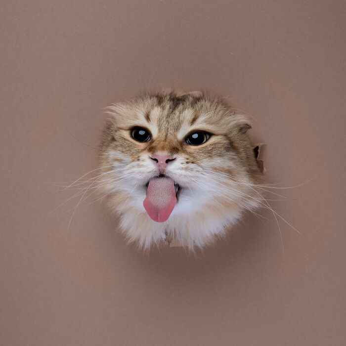 23 Photographs Of Cats Crossing A Paper Wall By Nils Jacobi