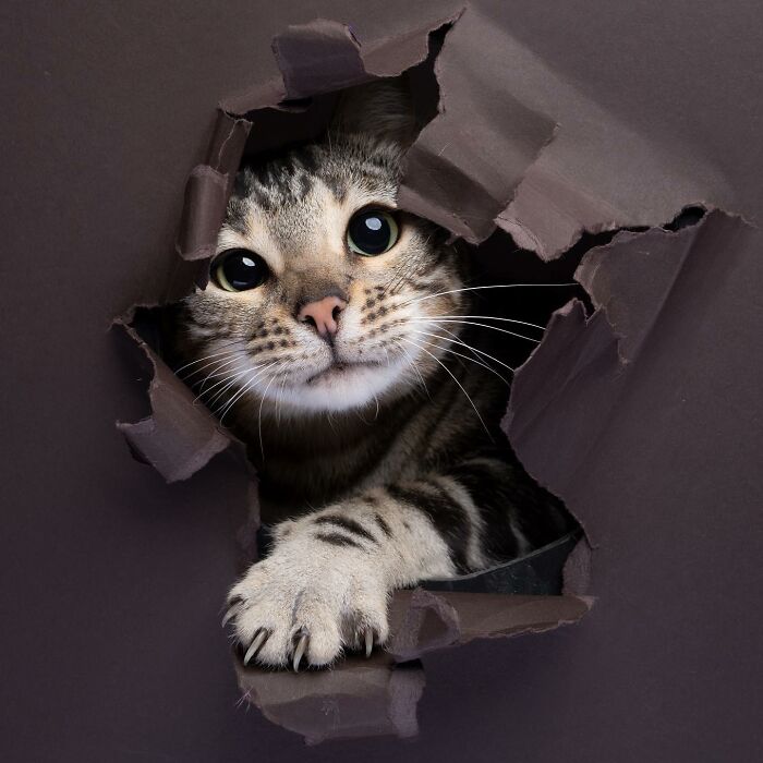23 Photographs Of Cats Crossing A Paper Wall By Nils Jacobi
