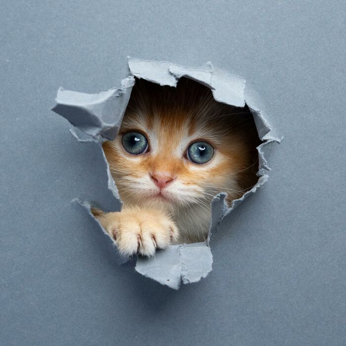 23 Photographs Of Cats Crossing A Paper Wall By Nils Jacobi