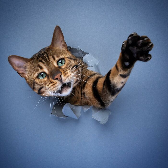 23 Photographs Of Cats Crossing A Paper Wall By Nils Jacobi