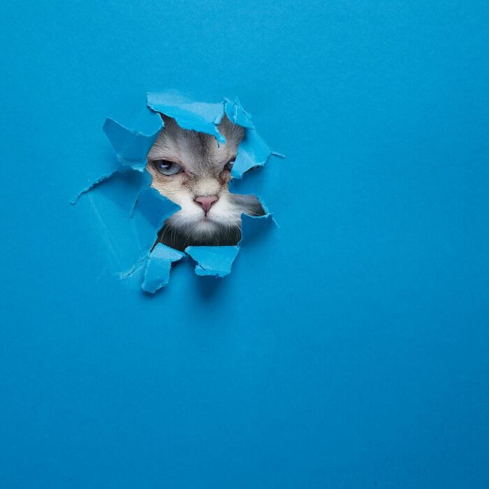 23 Photographs Of Cats Crossing A Paper Wall By Nils Jacobi