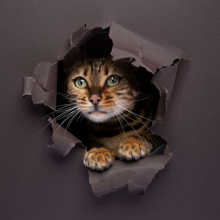 23 Photographs Of Cats Crossing A Paper Wall By Nils Jacobi