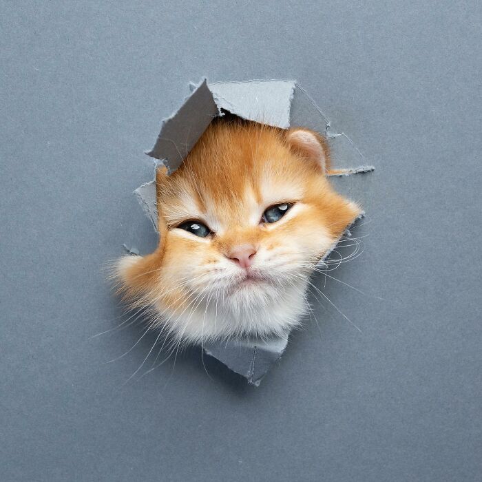 23 Photographs Of Cats Crossing A Paper Wall By Nils Jacobi