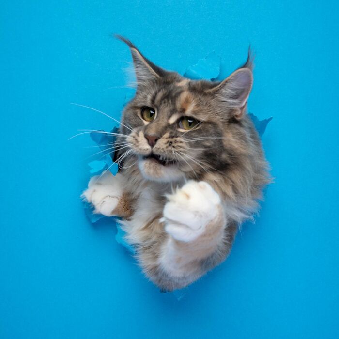 23 Photographs Of Cats Crossing A Paper Wall By Nils Jacobi