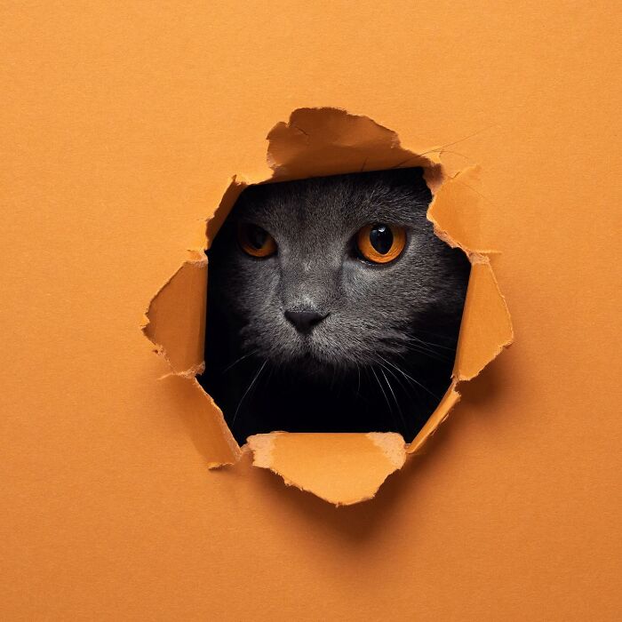 23 Photographs Of Cats Crossing A Paper Wall By Nils Jacobi