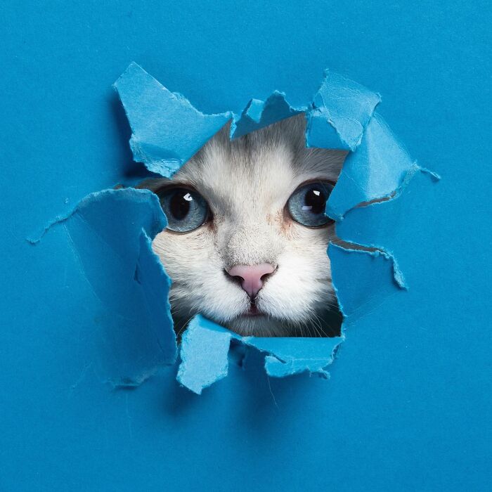 23 Photographs Of Cats Crossing A Paper Wall By Nils Jacobi