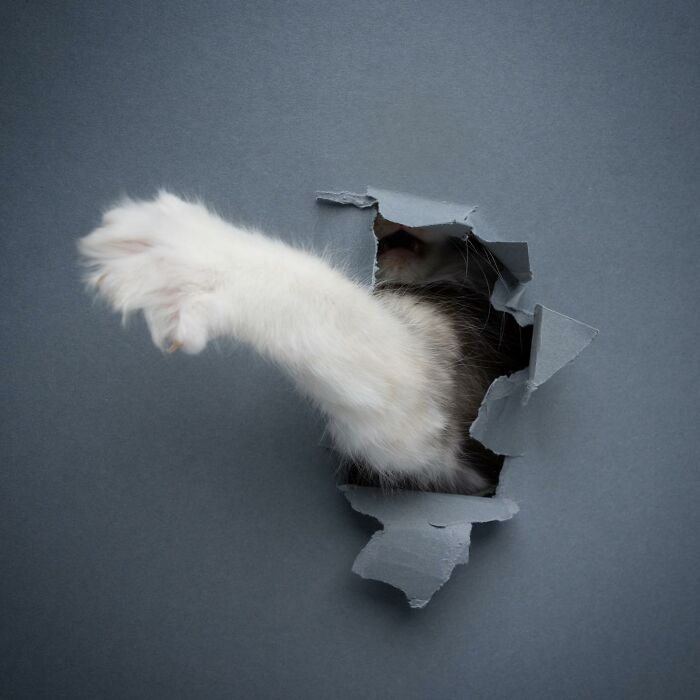 23 Photographs Of Cats Crossing A Paper Wall By Nils Jacobi