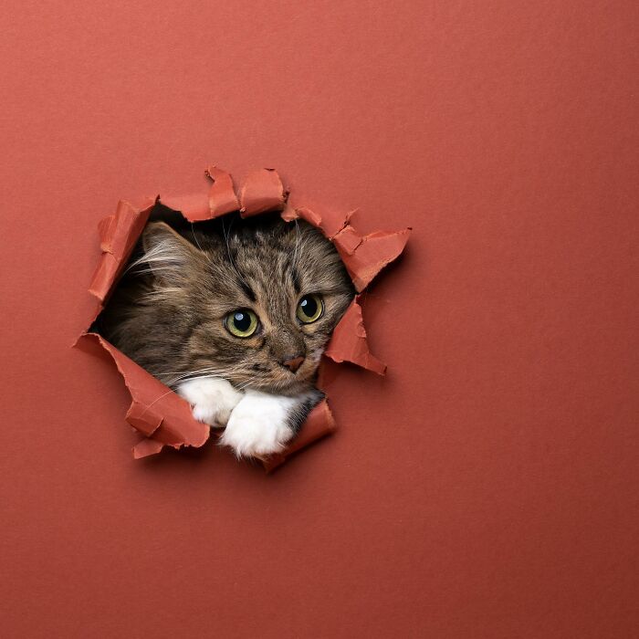 23 Photographs Of Cats Crossing A Paper Wall By Nils Jacobi