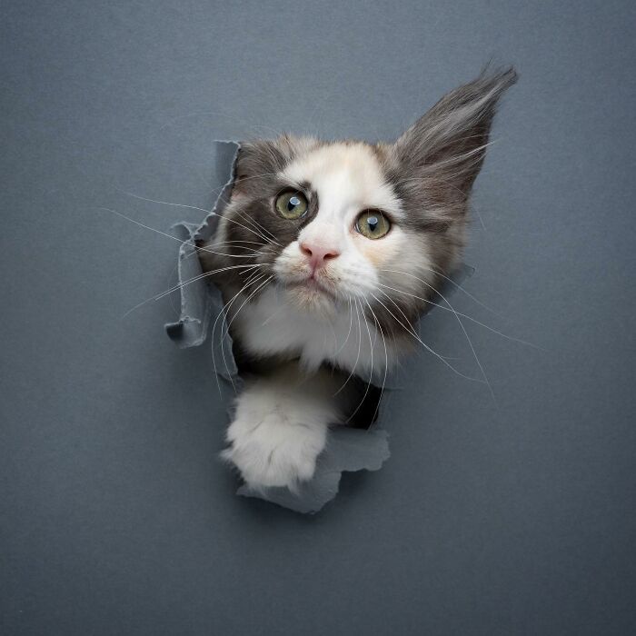 23 Photographs Of Cats Crossing A Paper Wall By Nils Jacobi