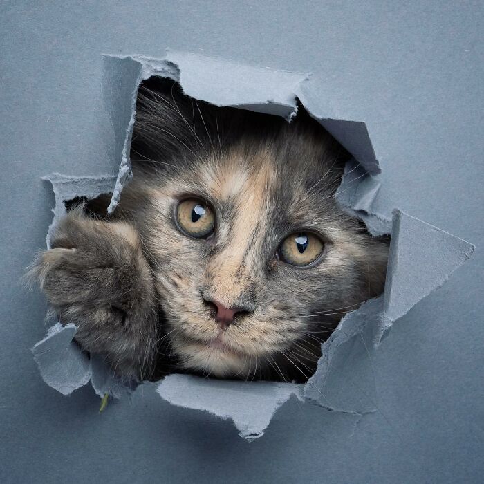 23 Photographs Of Cats Crossing A Paper Wall By Nils Jacobi