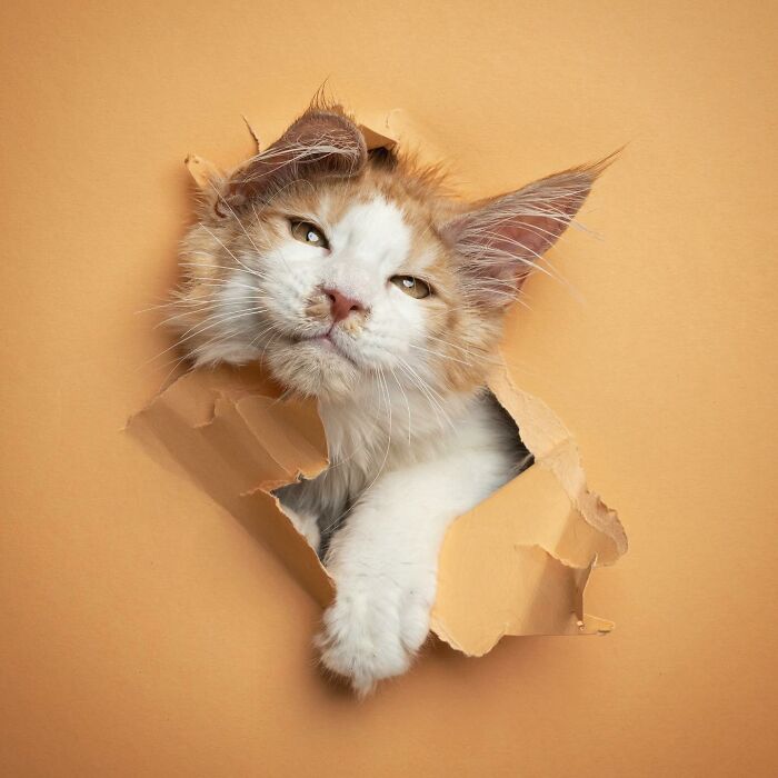 23 Photographs Of Cats Crossing A Paper Wall By Nils Jacobi