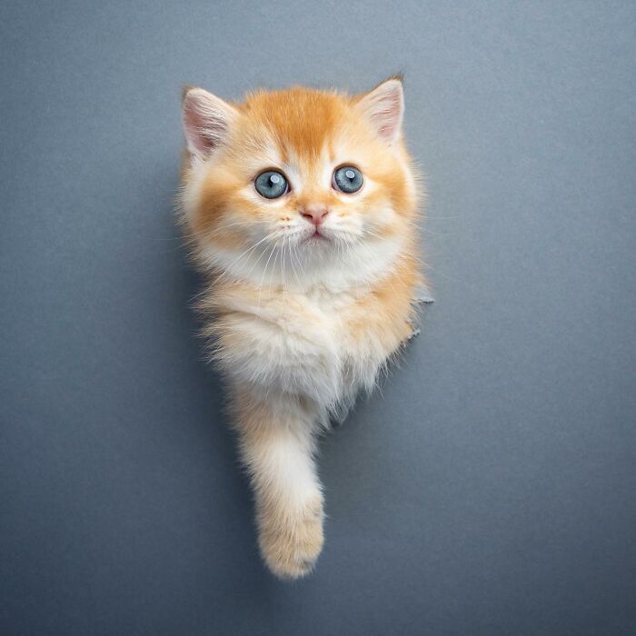 23 Photographs Of Cats Crossing A Paper Wall By Nils Jacobi