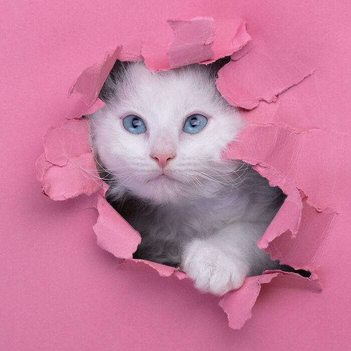 23 Photographs Of Cats Crossing A Paper Wall By Nils Jacobi