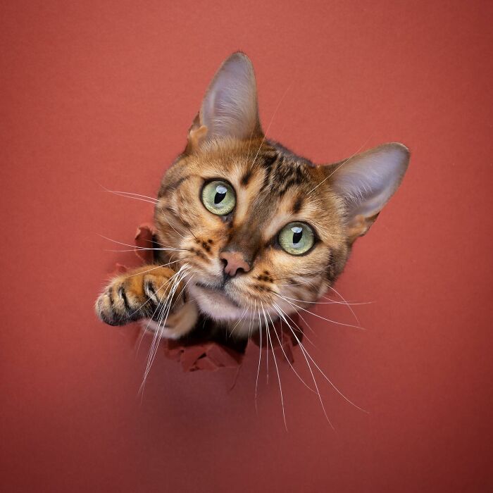 23 Photographs Of Cats Crossing A Paper Wall By Nils Jacobi