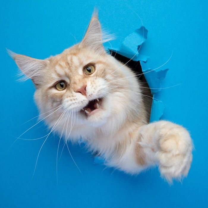 23 Photographs Of Cats Crossing A Paper Wall By Nils Jacobi