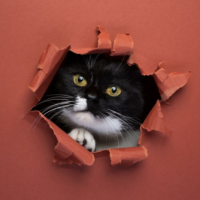 23 Photographs Of Cats Crossing A Paper Wall By Nils Jacobi