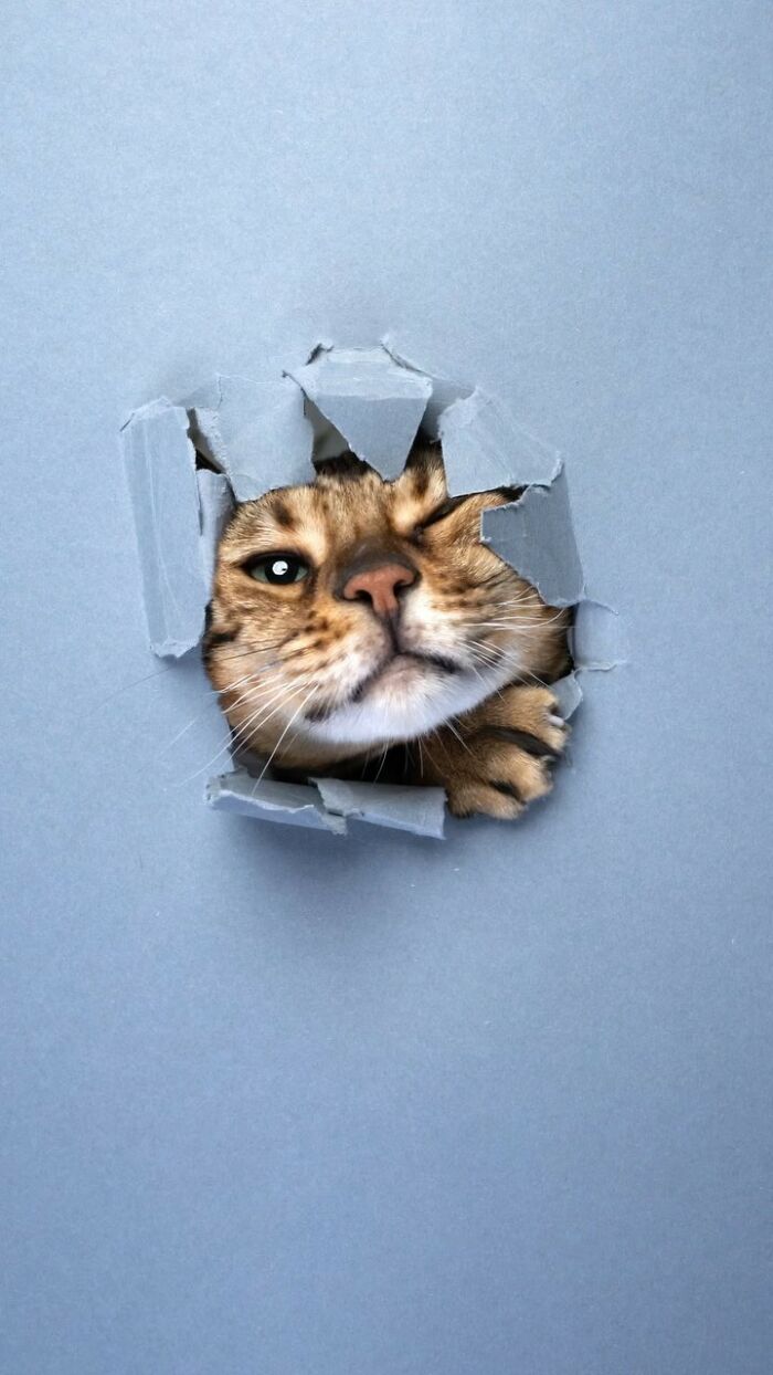 23 Photographs Of Cats Crossing A Paper Wall By Nils Jacobi