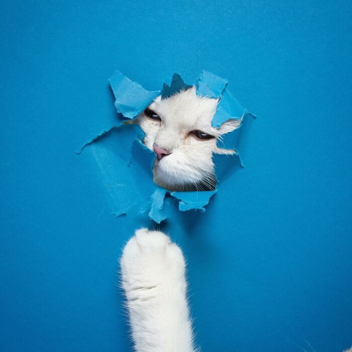 23 Photographs Of Cats Crossing A Paper Wall By Nils Jacobi