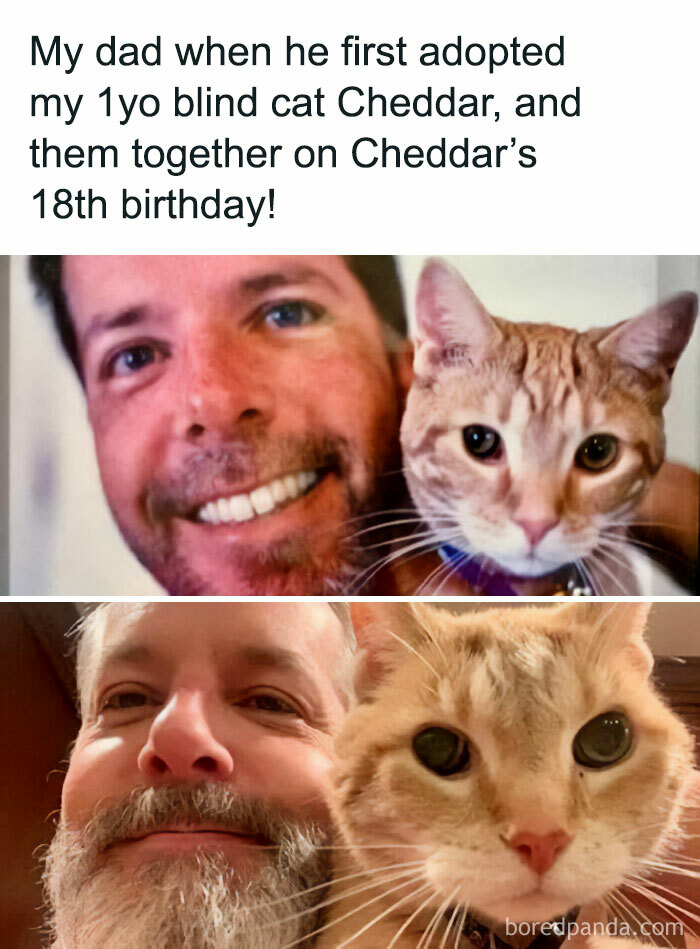50 Funny And Relatable Cat Pics And Memes To Brighten Up Your Day