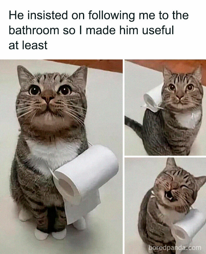 50 Funny And Relatable Cat Pics And Memes To Brighten Up Your Day